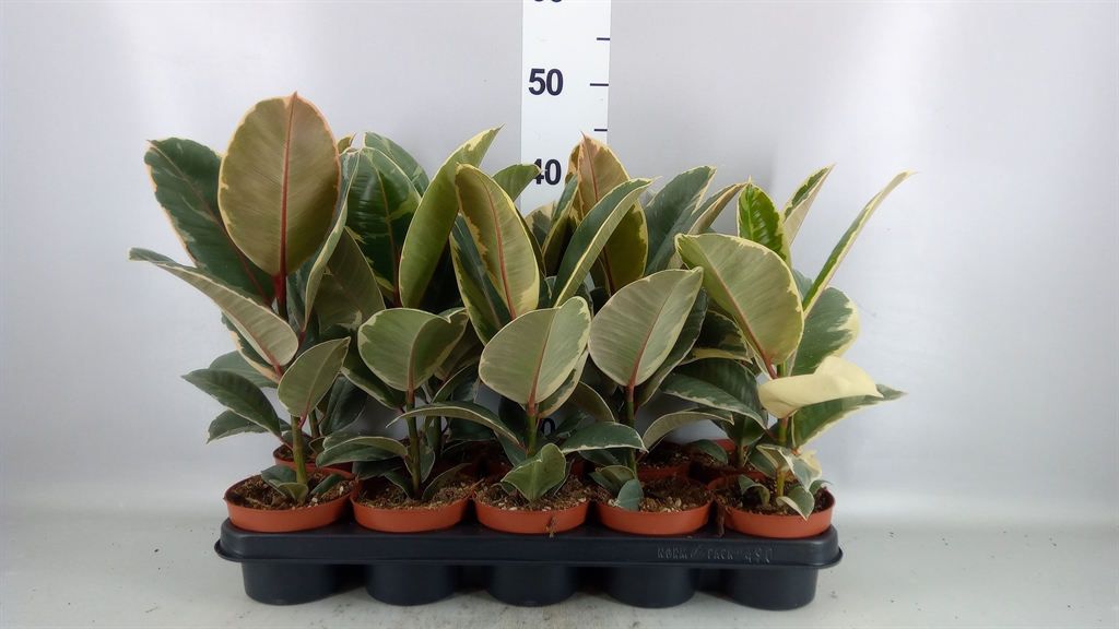 Ficus Tineke 12Ø 40cm