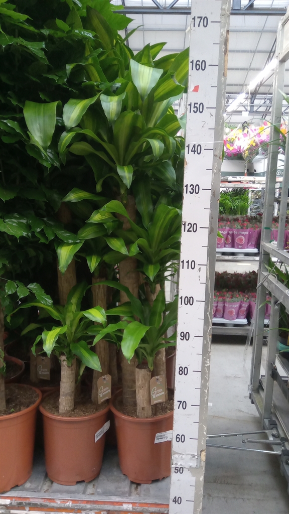 Dracaena Massangeana 27Ø 150cm