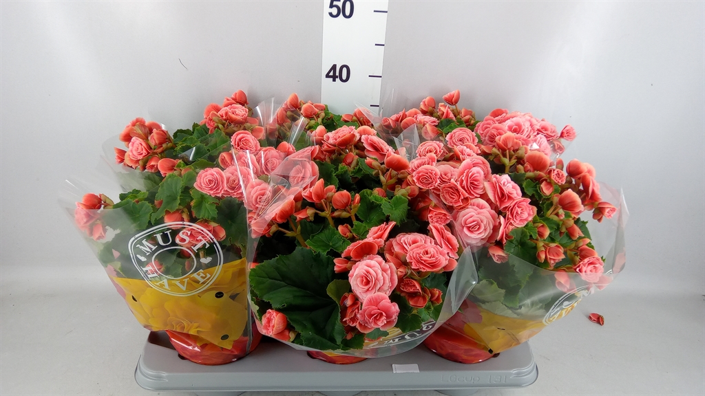 Begonia Double Borias 14Ø 32cm