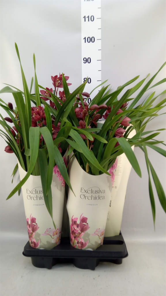 Cymbidium Ov