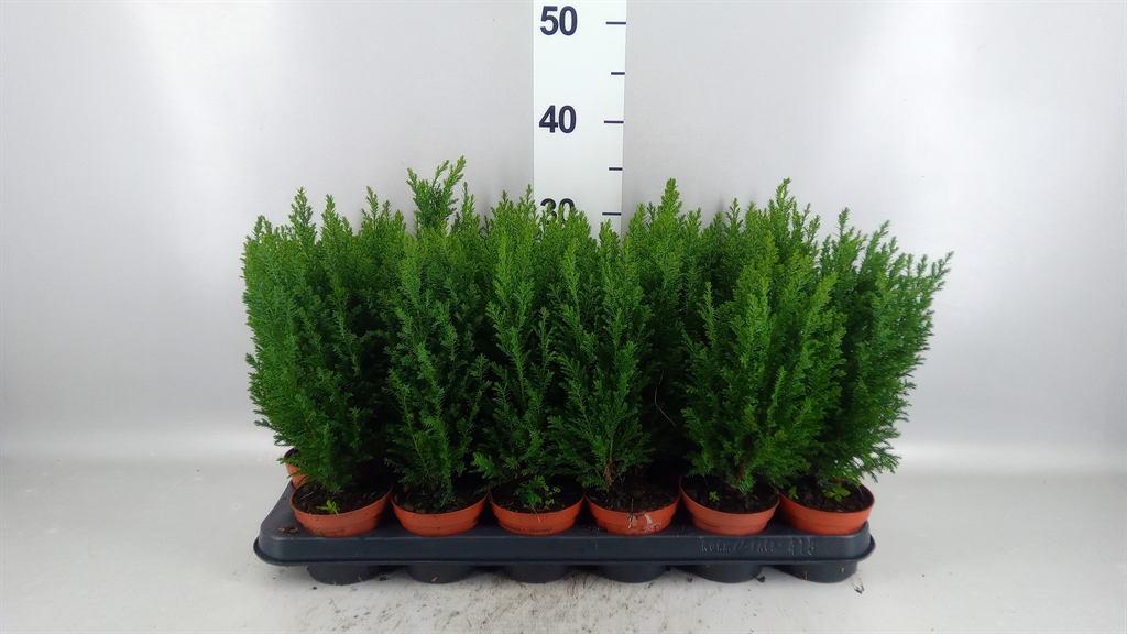 Chamaecyparis Ellwoodii 9Ø 30cm