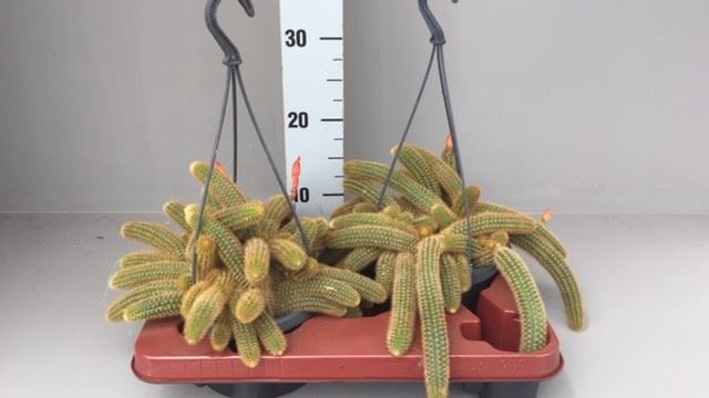 Cactus Overig 14Ø 35cm