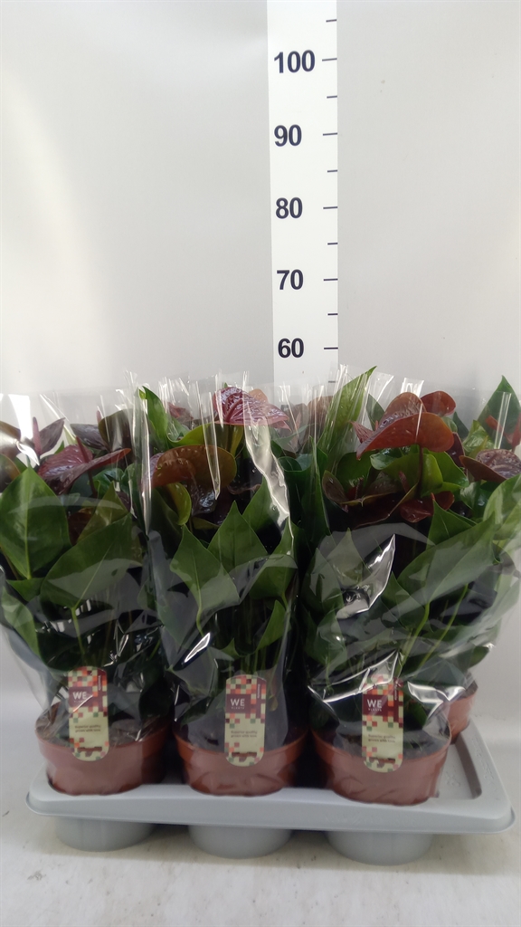 Anthurium Essencia 17Ø 55cm