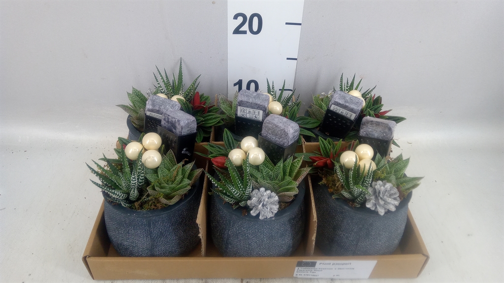 Arrangement Indoor Green 11Ø