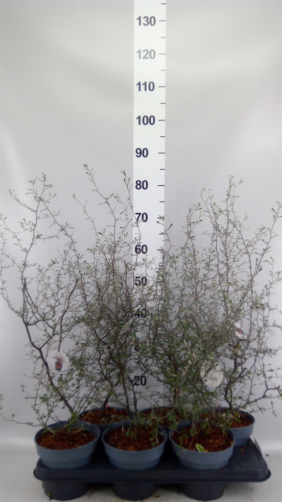 Corokia Cotoneaster 15Ø 65cm