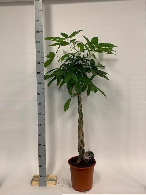 Pachira Aquatica 24Ø 130cm