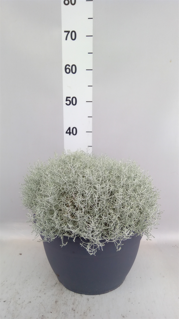 Leucophyta Brownii 30Ø 35cm