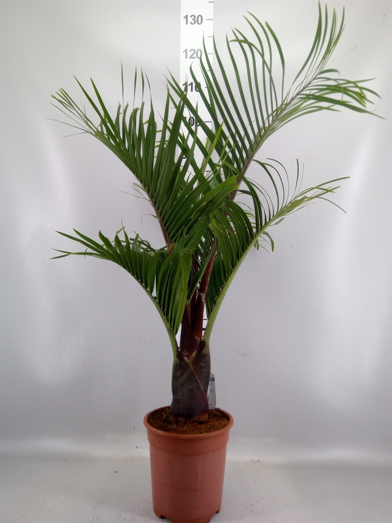 Dypsis Decaryi 21Ø 90cm