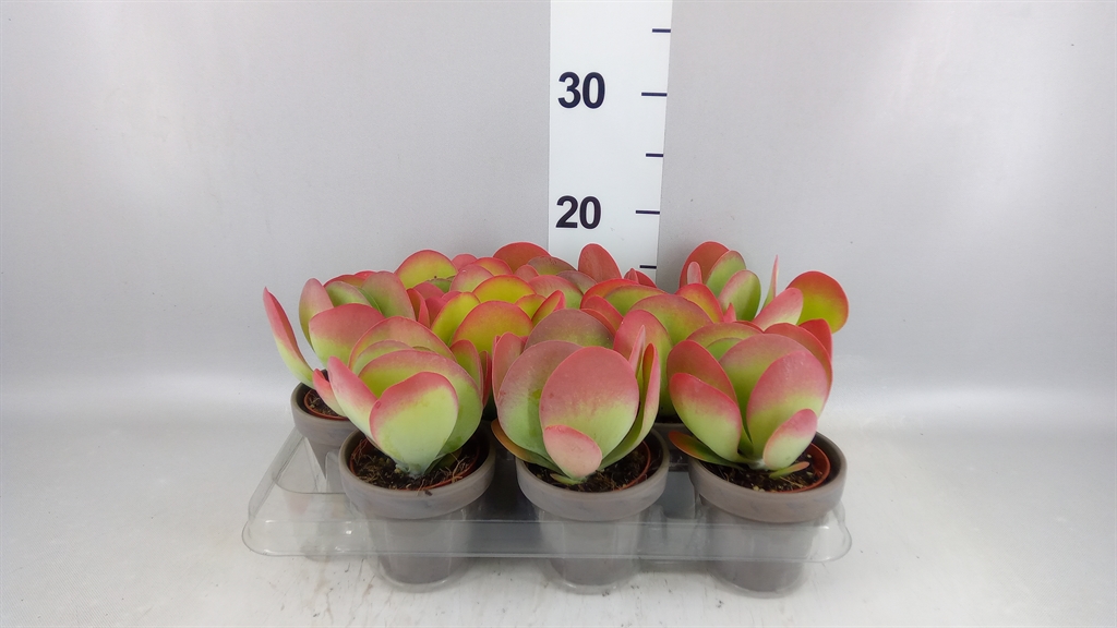 Kalanchoe Thyrsiflora 9Ø 15cm