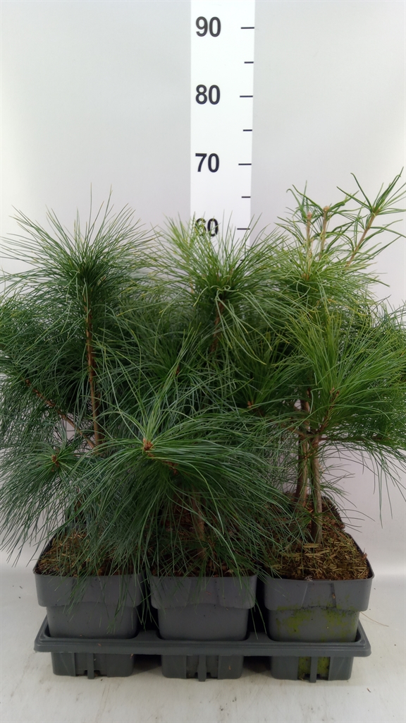 Pinus Strobus 17Ø 50cm