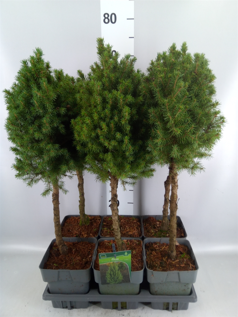 Picea Perfecta 17Ø 65cm