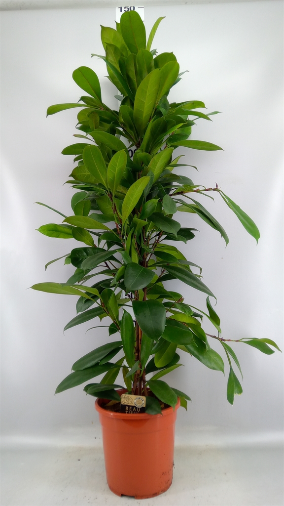 Ficus Cyathistipula 24Ø 140cm