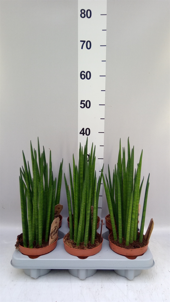 Sansevieria Bacularis 12Ø 40cm