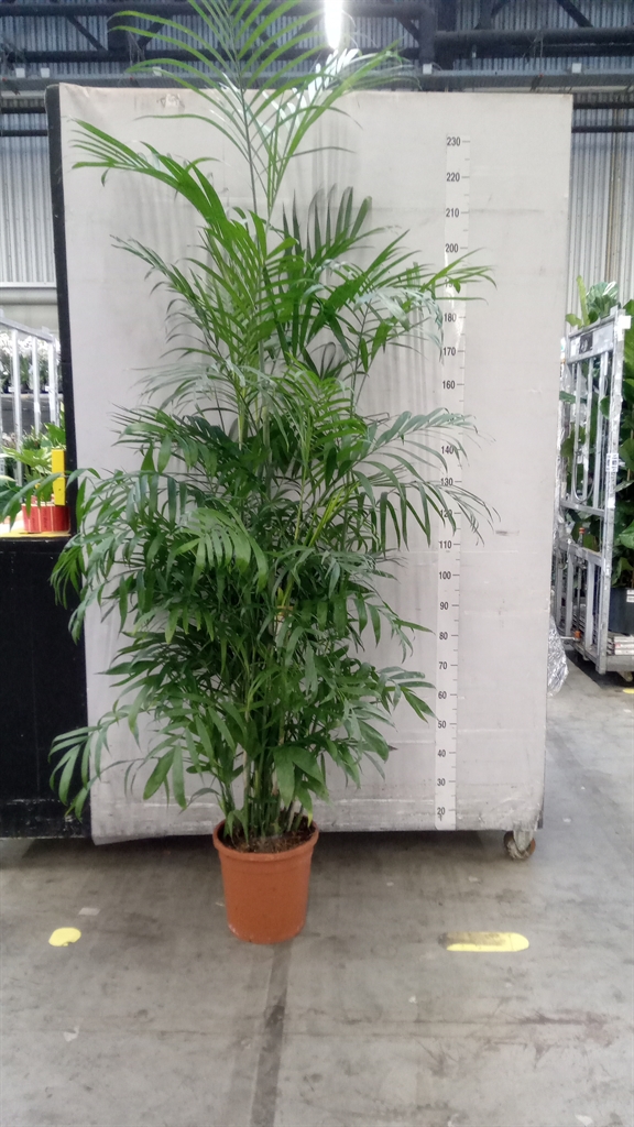 Chamaedorea Seifrizii 30Ø 240cm