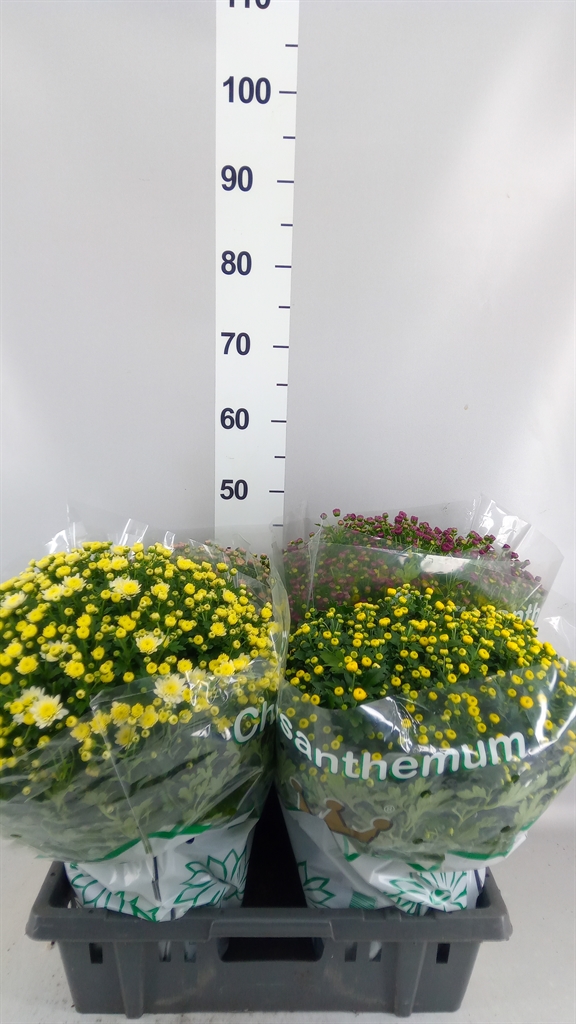 Chrysanthemum Jasoda Mix 19Ø 45cm