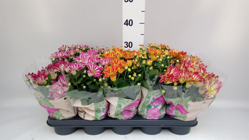 Chrysanth Mix 12Ø 27cm