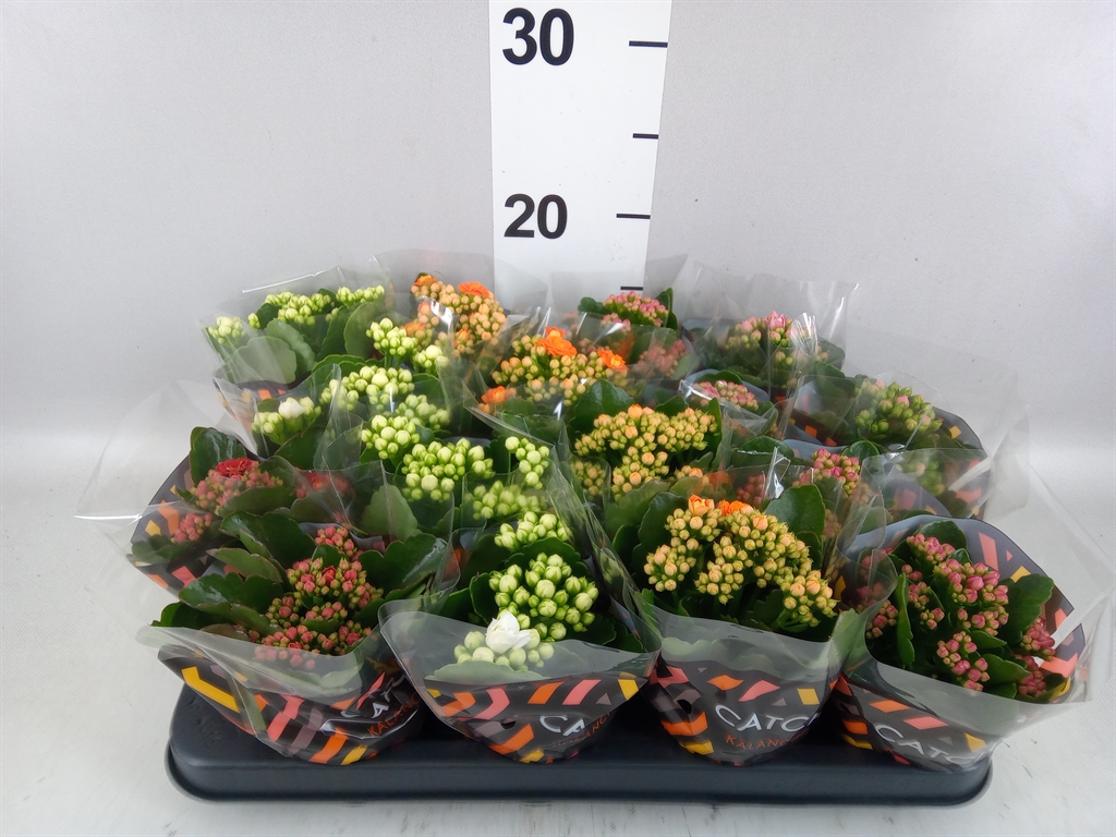 Kalanchoe Double Mix 8Ø 15cm
