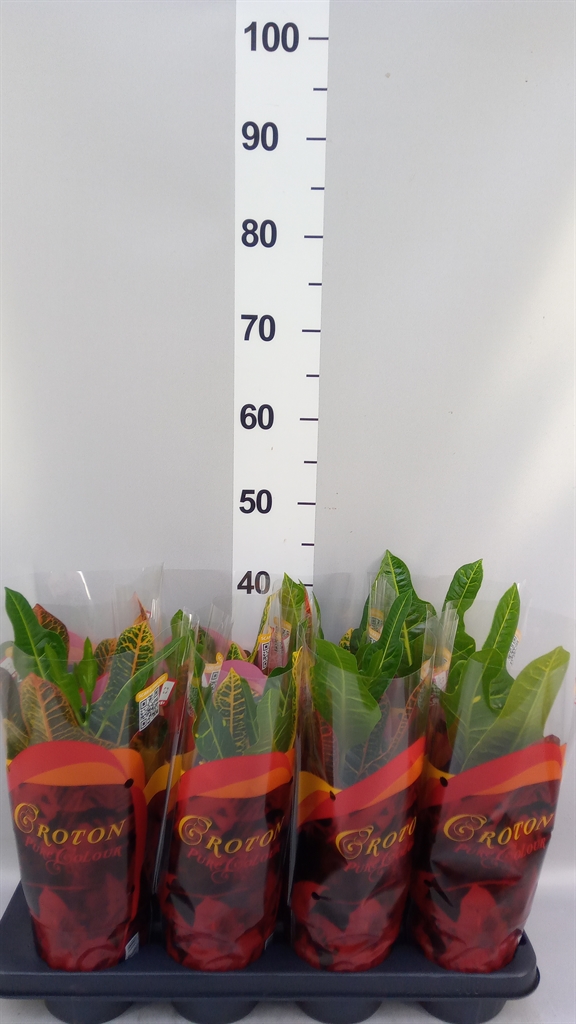 Codiaeum Big Leaf Excellent 13Ø 40cm