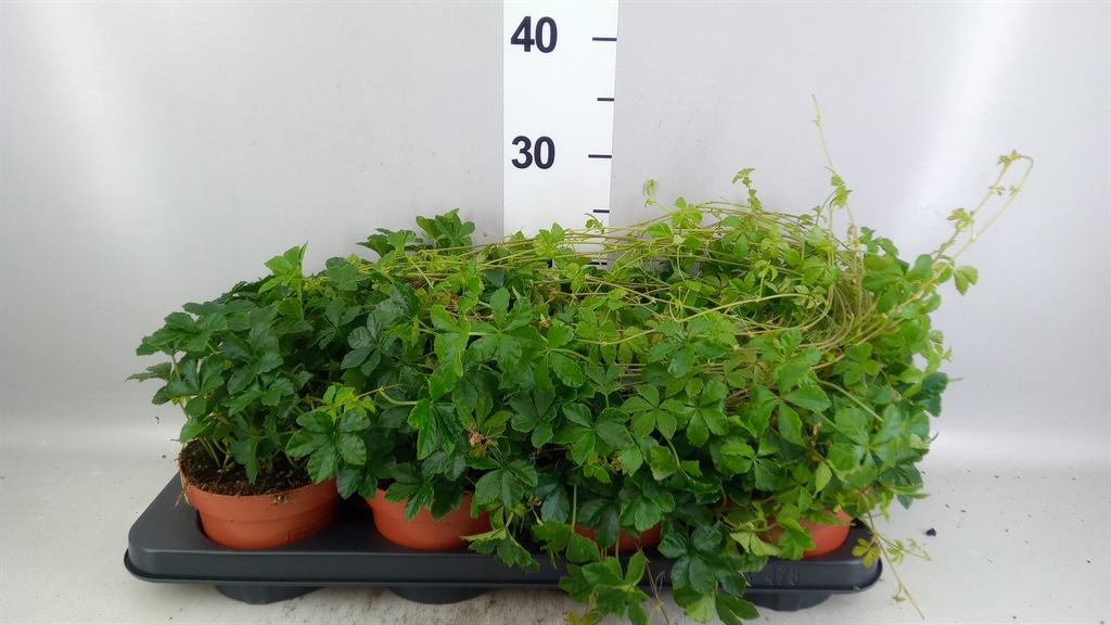 Parthenoc Sugar Vine 13Ø 35cm