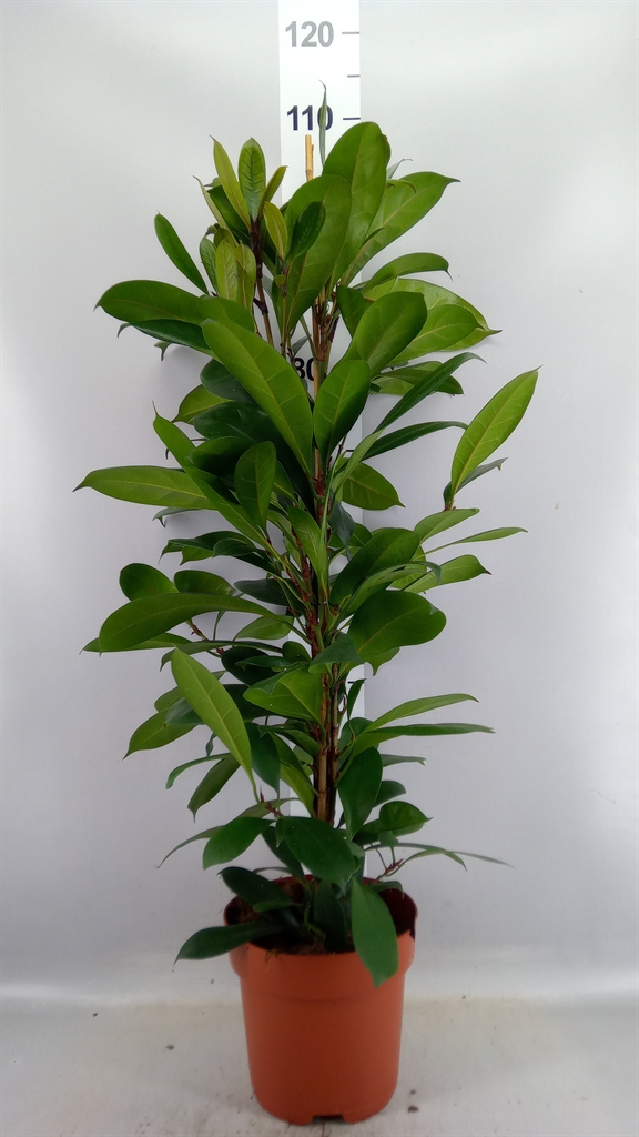 Ficus Cyathistipula 21Ø 95cm