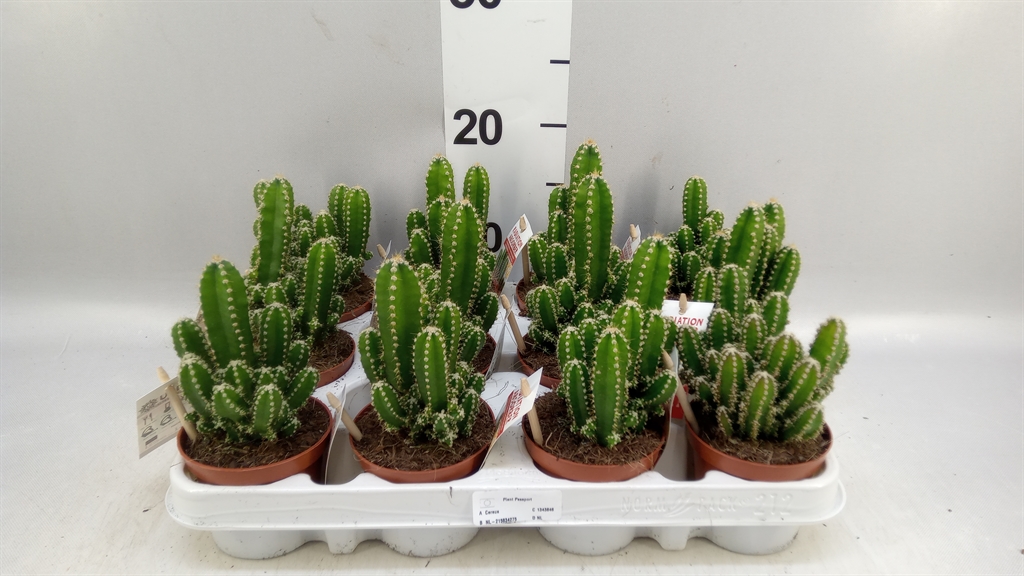 Cere Florida 508Ø