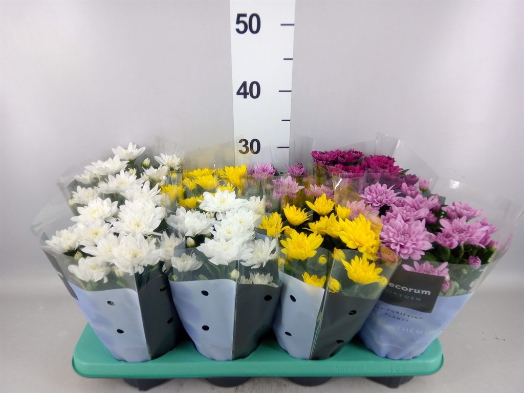 Chrysanth Chrystal Mix 13Ø 25cm