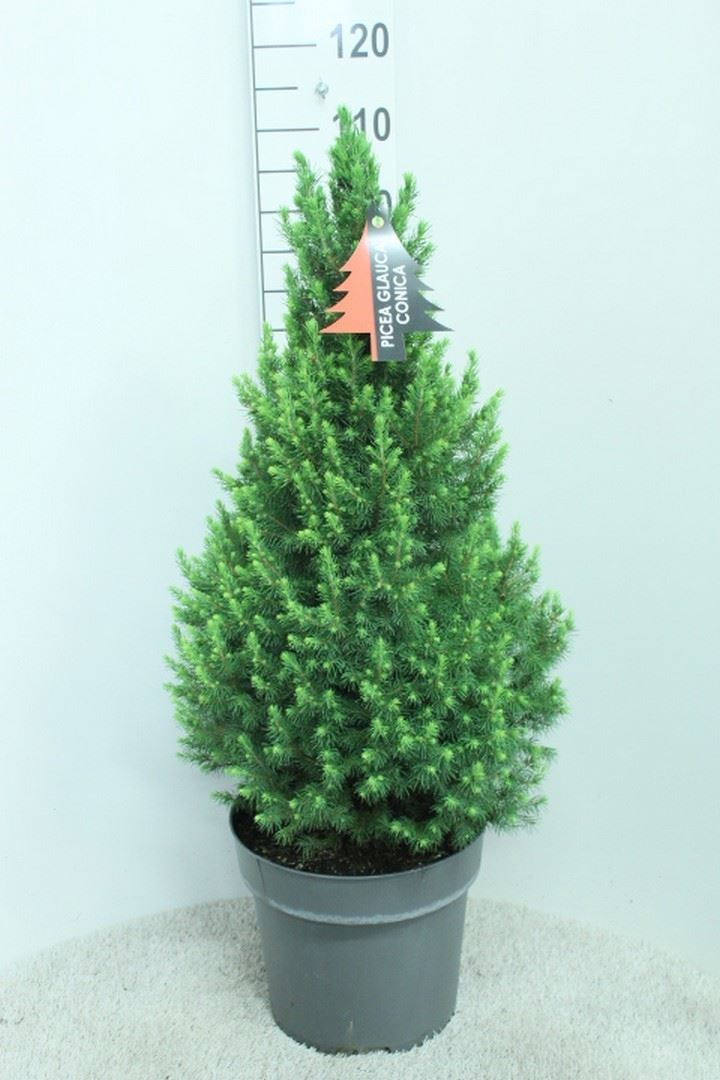 Picea Conica 32Ø 120cm