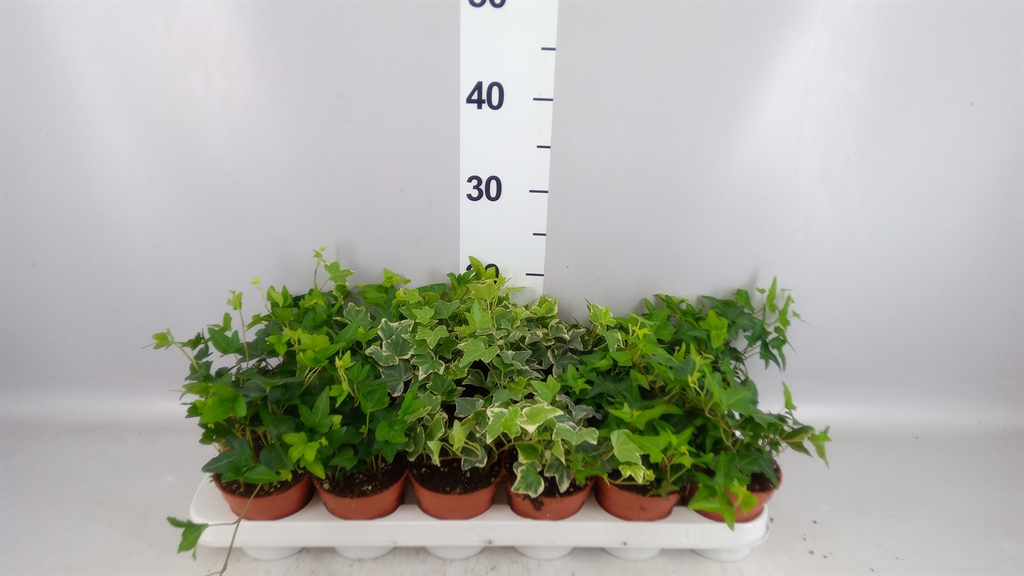 Hedera Helix Mix 9Ø 5cm