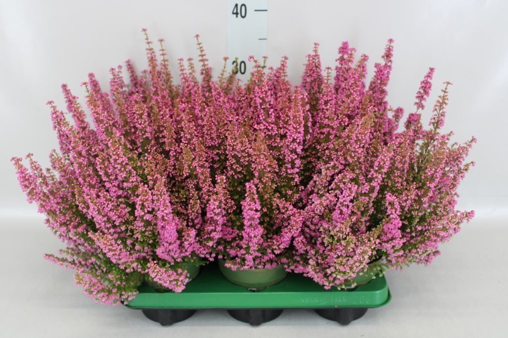 Erica Gracilis Beauty Queen Sofie 12Ø 35cm