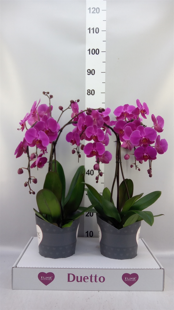 Phal Ov Paars 17Ø 60cm