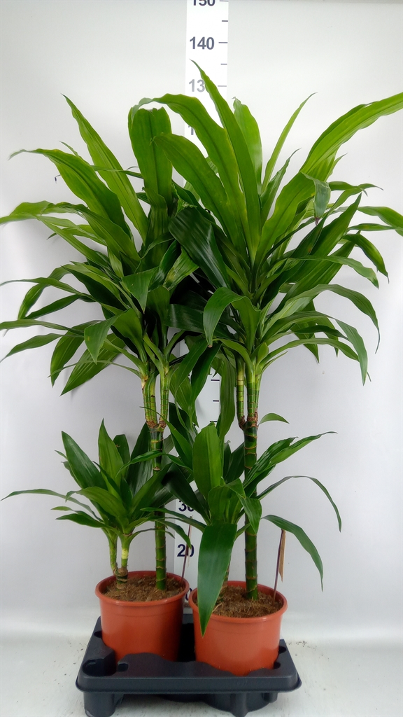 Dracaena Janet Craig 19Ø 120cm