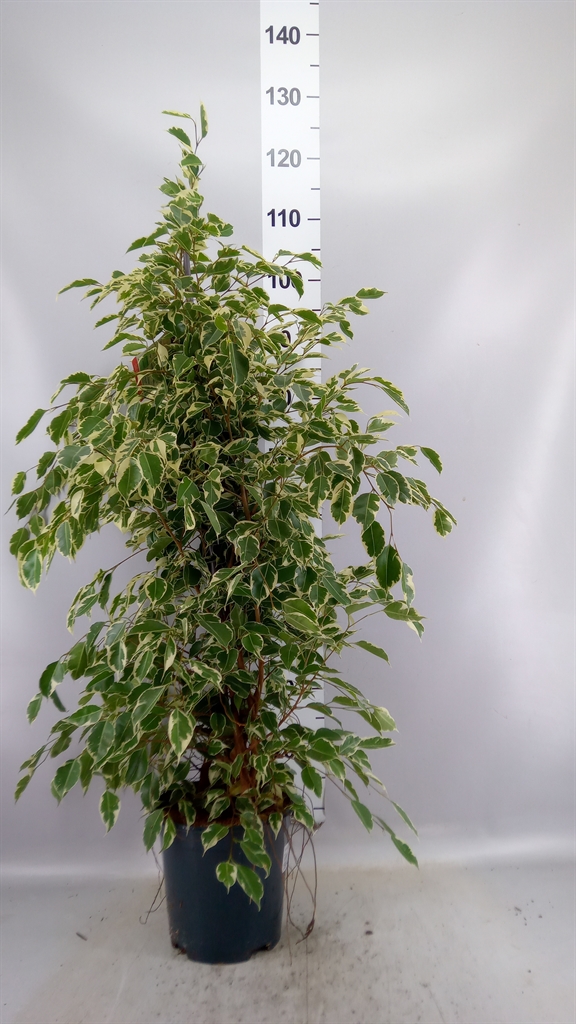 Ficus Benjamina Twilight 21Ø 105cm