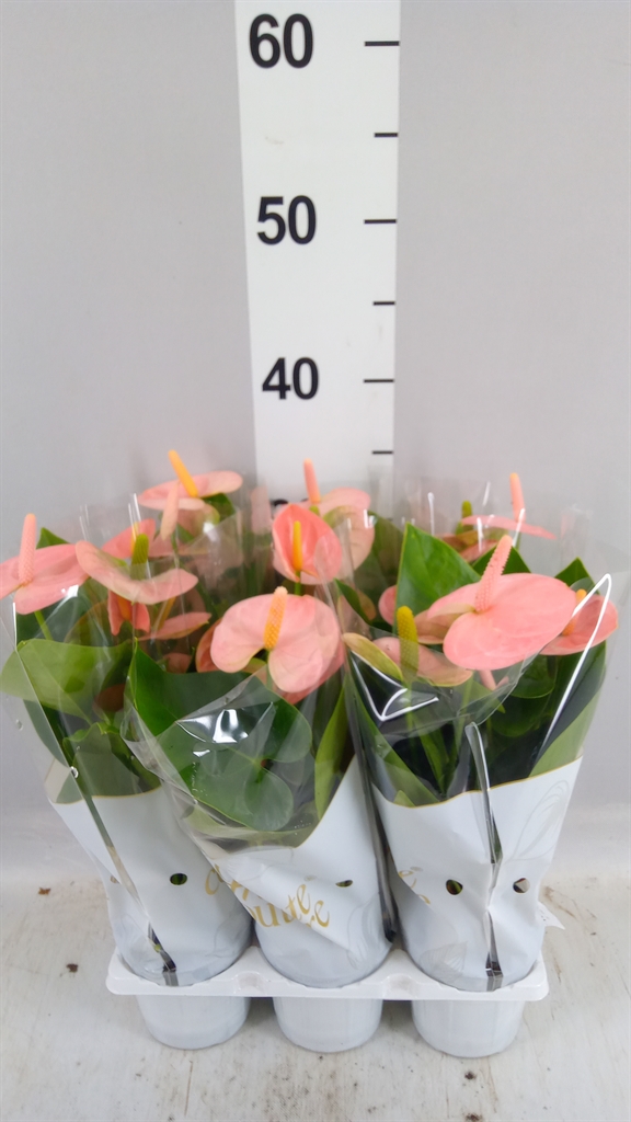 Anthurium Spirit 9Ø 29cm