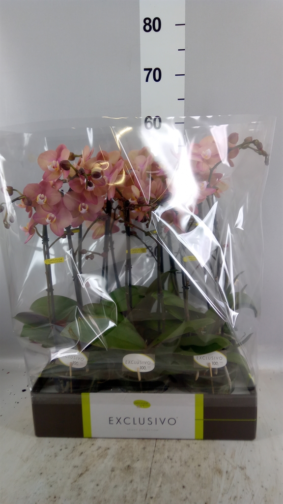 Phal Ov Roze 12Ø 45cm