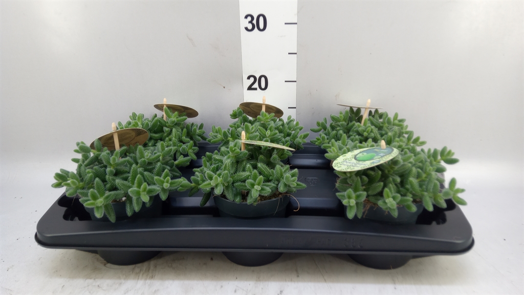 Delosperma Echinatum 12Ø