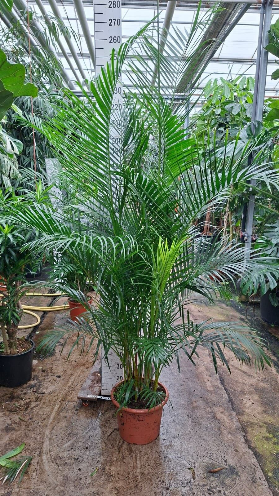 Dypsis Lutescens 40Ø 260cm