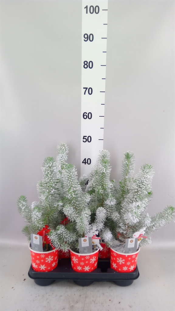 Pinus Pinea Silvercrest 11Ø 35cm