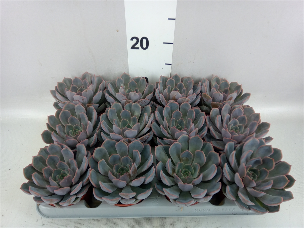 Echeveria Orion 8Ø 10cm