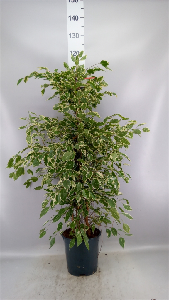 Ficus Benjamina Twilight 21Ø 105cm