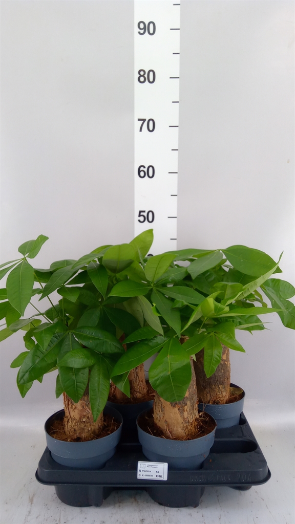 Pachira Aquatica 14Ø 45cm