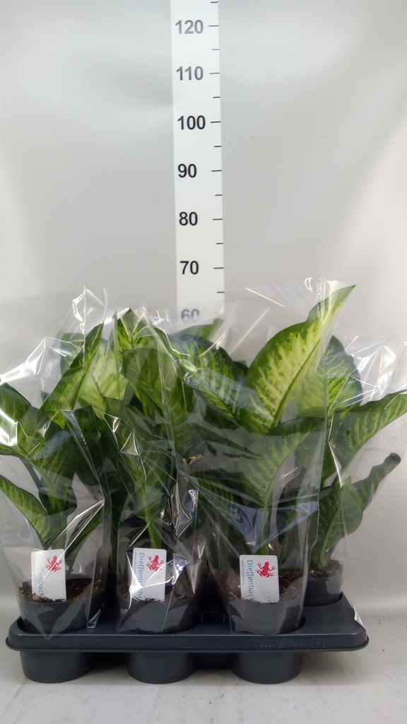 Dieffenbachia Maroba 14Ø 55cm