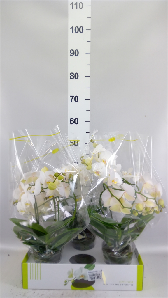Phalaenopsis White 2 Stem 12Ø 45cm