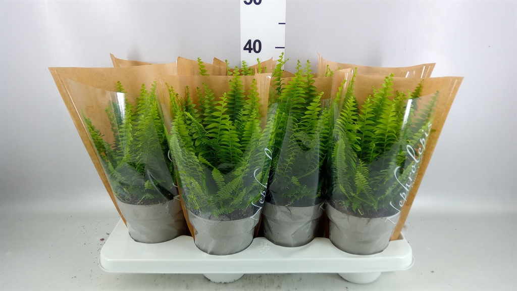Nephrolepis Green Lady 14Ø 40cm