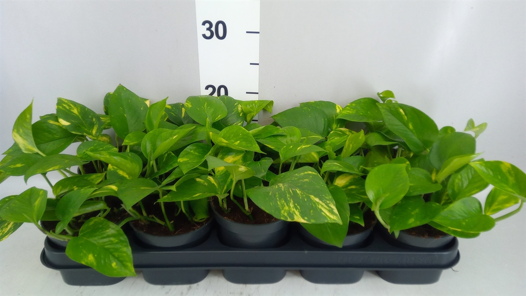 Epipremnum Aureum 12Ø 20cm