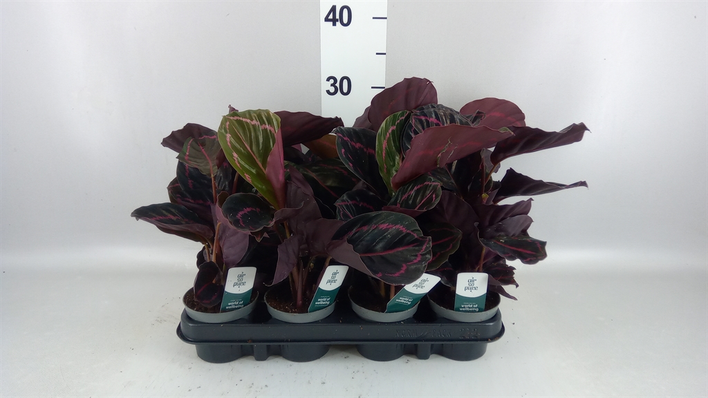 Calathea Dottie 9Ø 15cm