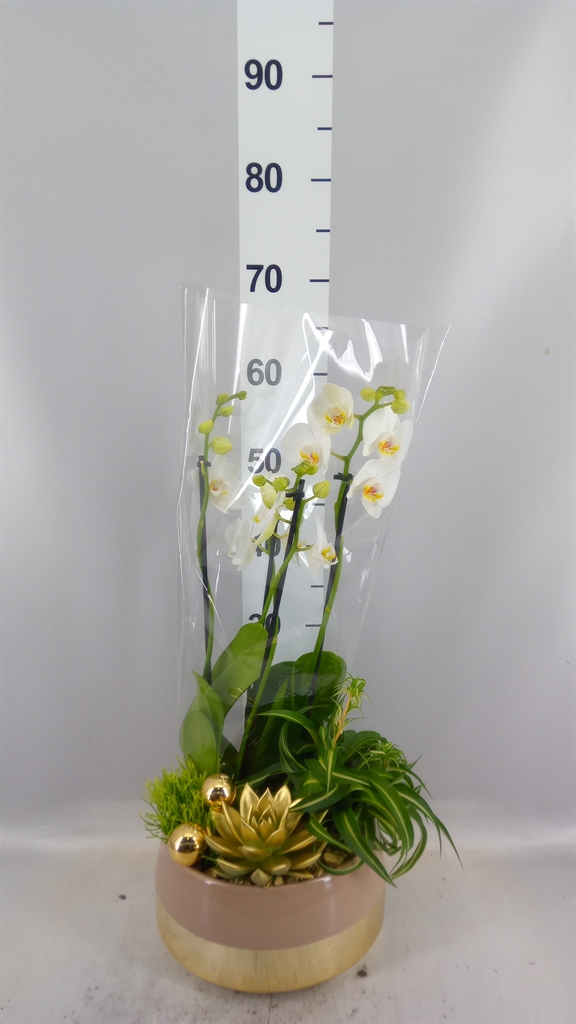 Arrangement Phalaenopsis Mt 25Ø