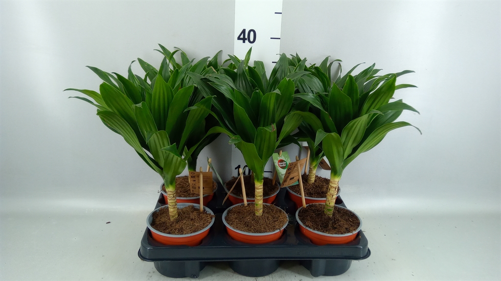 Dracaena Janet Craig 12Ø 40cm