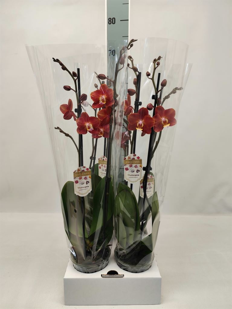 Phalaenopsis Horizion 12Ø 55cm 2st