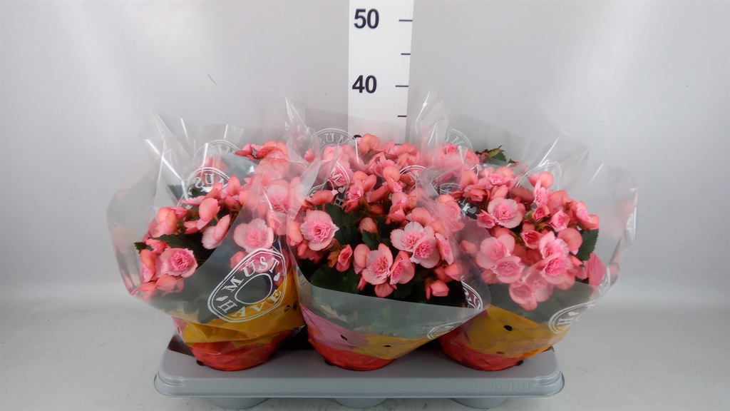 Begonia Double Move 2 Joy Pink 14Ø 32cm