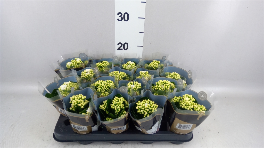 Kalanchoe Double Rosalina Don Dione 7Ø 15cm